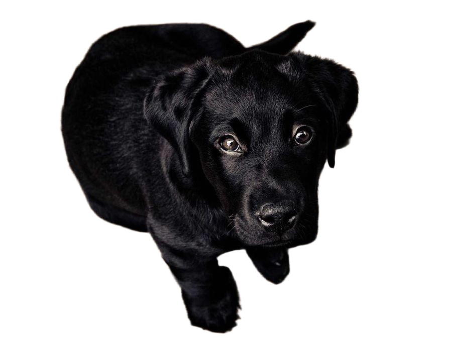 The hard case — black dog, dark floor — after