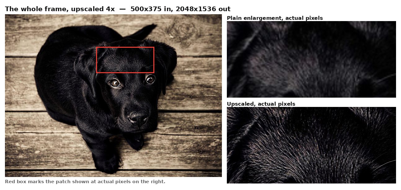 A 500 pixel photo of a black labrador upscaled four times, shown whole, with a marked patch of its coat repeated at actual pixels: a plain enlargement is a smooth blur, the upscale resolves individual fur strands